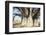 Baobab Tree-Andrushko Galyna-Framed Photographic Print