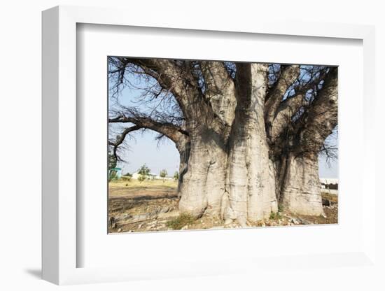 Baobab Tree-Andrushko Galyna-Framed Photographic Print