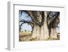 Baobab Tree-Andrushko Galyna-Framed Photographic Print