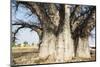 Baobab Tree-Andrushko Galyna-Mounted Photographic Print