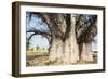 Baobab Tree-Andrushko Galyna-Framed Photographic Print