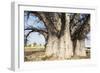 Baobab Tree-Andrushko Galyna-Framed Photographic Print