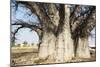 Baobab Tree-Andrushko Galyna-Mounted Photographic Print