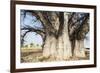 Baobab Tree-Andrushko Galyna-Framed Photographic Print