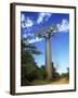 Baobab Tree-null-Framed Photographic Print