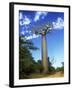 Baobab Tree-null-Framed Photographic Print