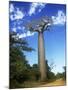Baobab Tree-null-Mounted Photographic Print
