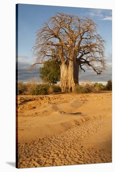 Baobab Tree-Michele Westmorland-Stretched Canvas