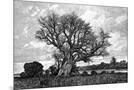 Wood Mount