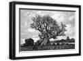 Black Frame