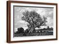 Brown Frame