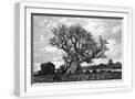 White Frame