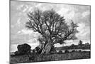 Wood Mount