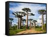 Baobab Trees (Adansonia Digitata) Along a Dirt Road, Avenue of the Baobabs, Morondava, Madagascar-null-Framed Stretched Canvas