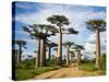 Baobab Trees (Adansonia Digitata) Along a Dirt Road, Avenue of the Baobabs, Morondava, Madagascar-null-Stretched Canvas