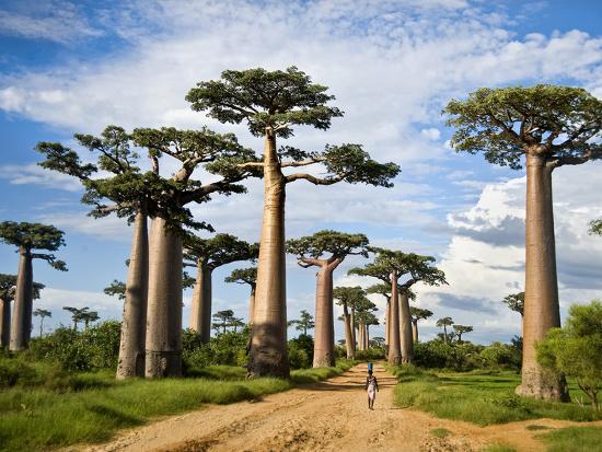 Baobab-Majomkenyérfa Adansonia digitata magok!2db mag!Lakásban is nevelhető!