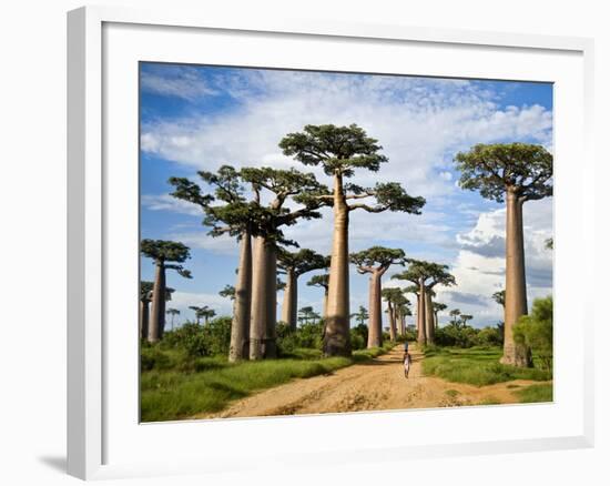 Baobab Trees (Adansonia Digitata) Along a Dirt Road, Avenue of the Baobabs, Morondava, Madagascar-null-Framed Photographic Print