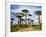 Baobab Trees (Adansonia Digitata) Along a Dirt Road, Avenue of the Baobabs, Morondava, Madagascar-null-Framed Photographic Print