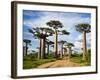 Baobab Trees (Adansonia Digitata) Along a Dirt Road, Avenue of the Baobabs, Morondava, Madagascar-null-Framed Photographic Print