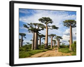 Baobab Trees (Adansonia Digitata) Along a Dirt Road, Avenue of the Baobabs, Morondava, Madagascar-null-Framed Photographic Print