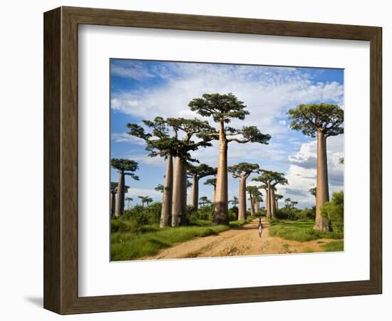 Baobab Trees (Adansonia Digitata) Along a Dirt Road, Avenue of the Baobabs, Morondava, Madagascar-null-Framed Photographic Print