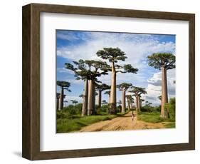 Baobab Trees (Adansonia Digitata) Along a Dirt Road, Avenue of the Baobabs, Morondava, Madagascar-null-Framed Photographic Print