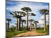 Baobab Trees (Adansonia Digitata) Along a Dirt Road, Avenue of the Baobabs, Morondava, Madagascar-null-Mounted Photographic Print