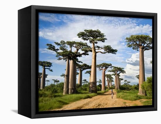 Baobab Trees (Adansonia Digitata) Along a Dirt Road, Avenue of the Baobabs, Morondava, Madagascar-null-Framed Stretched Canvas