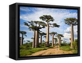 Baobab Trees (Adansonia Digitata) Along a Dirt Road, Avenue of the Baobabs, Morondava, Madagascar-null-Framed Stretched Canvas