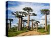 Baobab Trees (Adansonia Digitata) Along a Dirt Road, Avenue of the Baobabs, Morondava, Madagascar-null-Stretched Canvas