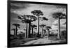 Baobab trees (Adansonia digitata) along a dirt road, Avenue of the Baobabs, Morondava, Madagascar-null-Framed Photographic Print