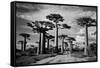 Baobab trees (Adansonia digitata) along a dirt road, Avenue of the Baobabs, Morondava, Madagascar-null-Framed Stretched Canvas