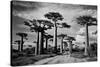 Baobab trees (Adansonia digitata) along a dirt road, Avenue of the Baobabs, Morondava, Madagascar-null-Stretched Canvas