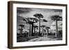 Baobab trees (Adansonia digitata) along a dirt road, Avenue of the Baobabs, Morondava, Madagascar-null-Framed Photographic Print