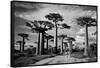 Baobab trees (Adansonia digitata) along a dirt road, Avenue of the Baobabs, Morondava, Madagascar-null-Framed Stretched Canvas