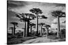 Baobab trees (Adansonia digitata) along a dirt road, Avenue of the Baobabs, Morondava, Madagascar-null-Stretched Canvas