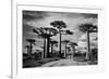 Baobab trees (Adansonia digitata) along a dirt road, Avenue of the Baobabs, Morondava, Madagascar-null-Framed Photographic Print