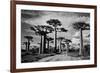 Baobab trees (Adansonia digitata) along a dirt road, Avenue of the Baobabs, Morondava, Madagascar-null-Framed Photographic Print