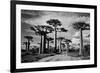 Baobab trees (Adansonia digitata) along a dirt road, Avenue of the Baobabs, Morondava, Madagascar-null-Framed Photographic Print