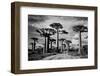 Baobab trees (Adansonia digitata) along a dirt road, Avenue of the Baobabs, Morondava, Madagascar-null-Framed Photographic Print