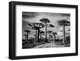 Baobab trees (Adansonia digitata) along a dirt road, Avenue of the Baobabs, Morondava, Madagascar-null-Framed Photographic Print