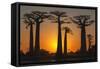 Baobab Trees (Adansonia Grandidieri) at Sunset, Morondava, Toliara Province, Madagascar, Africa-G&M Therin-Weise-Framed Stretched Canvas
