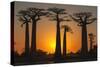 Baobab Trees (Adansonia Grandidieri) at Sunset, Morondava, Toliara Province, Madagascar, Africa-G&M Therin-Weise-Stretched Canvas