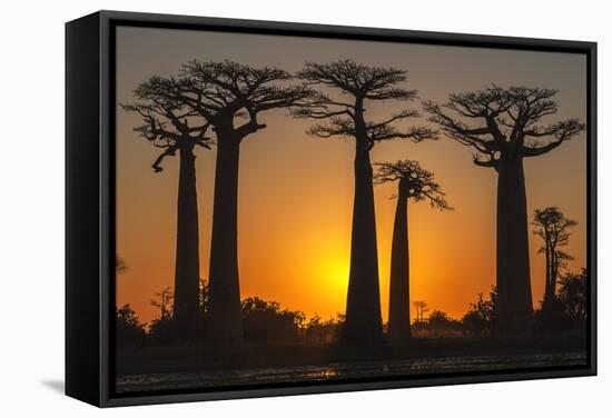 Baobab Trees (Adansonia Grandidieri) at Sunset, Morondava, Toliara Province, Madagascar, Africa-G&M Therin-Weise-Framed Stretched Canvas