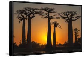 Baobab Trees (Adansonia Grandidieri) at Sunset, Morondava, Toliara Province, Madagascar, Africa-G&M Therin-Weise-Framed Stretched Canvas