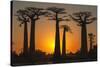 Baobab Trees (Adansonia Grandidieri) at Sunset, Morondava, Toliara Province, Madagascar, Africa-G&M Therin-Weise-Stretched Canvas