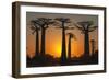 Baobab Trees (Adansonia Grandidieri) at Sunset, Morondava, Toliara Province, Madagascar, Africa-G&M Therin-Weise-Framed Photographic Print