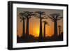 Baobab Trees (Adansonia Grandidieri) at Sunset, Morondava, Toliara Province, Madagascar, Africa-G&M Therin-Weise-Framed Photographic Print