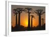 Baobab Trees (Adansonia Grandidieri) at Sunset, Morondava, Toliara Province, Madagascar, Africa-G&M Therin-Weise-Framed Photographic Print