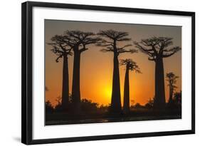 Baobab Trees (Adansonia Grandidieri) at Sunset, Morondava, Toliara Province, Madagascar, Africa-G&M Therin-Weise-Framed Photographic Print